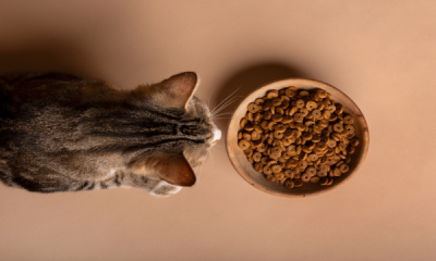 ¿Cuál es el mejor pienso para gatos? Una guía completa